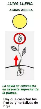 Luna llena aguas arriba