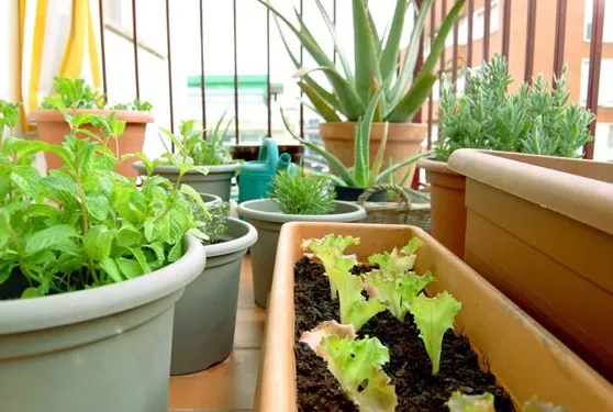 huerto-en-macetas-diy