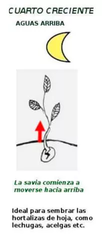 Cuarto creciente, aguas arriba