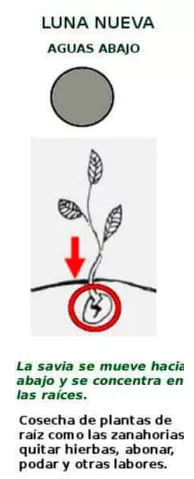Luna nueva, aguas abajo