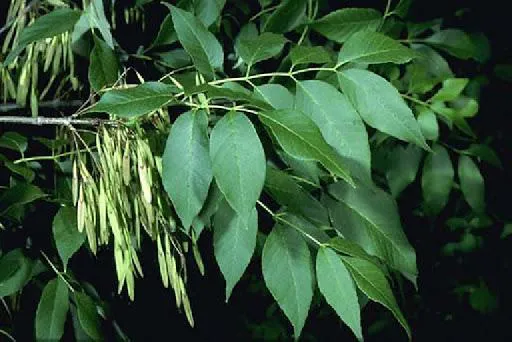 Fresno, hojas y semillas