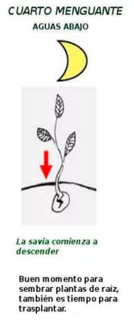 Cuarto menguante, aguas abajo