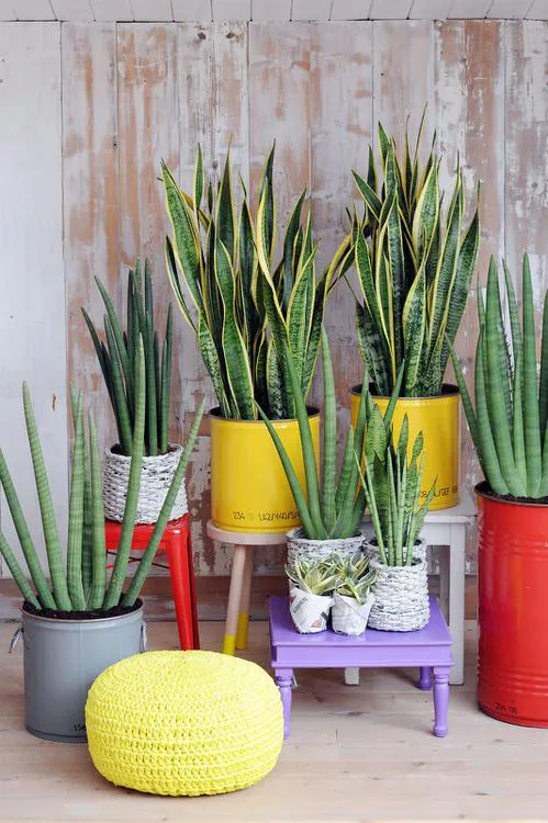 Sansevieria