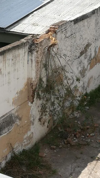 palan palan en muros