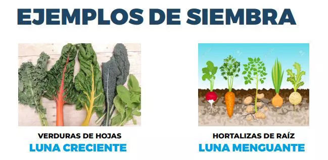 Ejemplos de siembra
