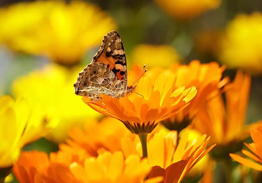 cuidados-de-las-calendulas-florestore-portada