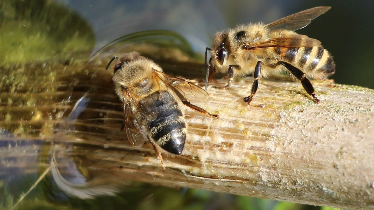 Crea-un-bebedero-para-abejas-y-aprende-de-la-importancia-de-estos-hermosos-animales-3