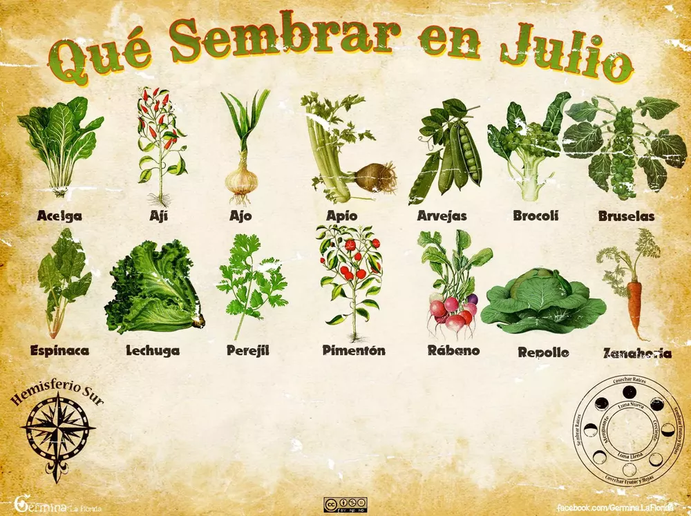 Huerta en casa, qué sembrar en el mes de julio.