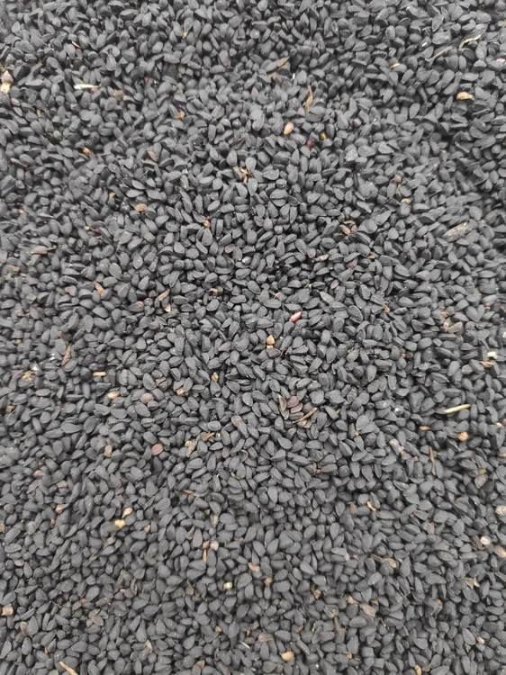 Nigella_sativa_seeds