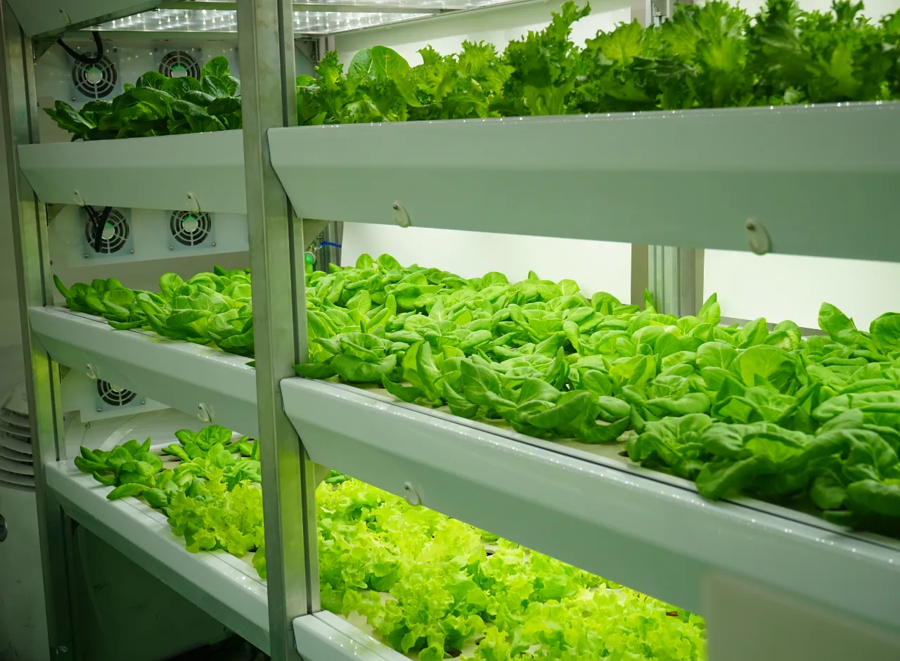 Agricultura Vertical 