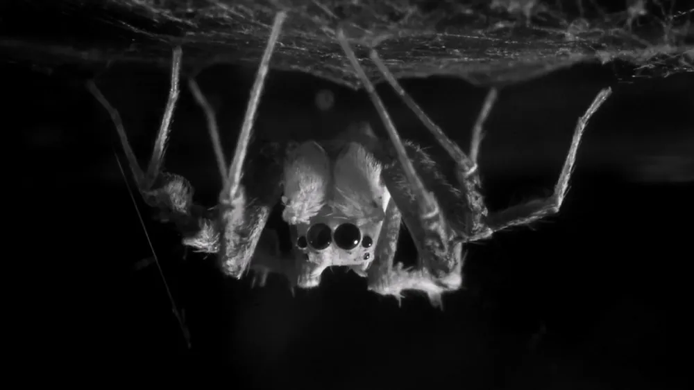how-deeply-do-spiders