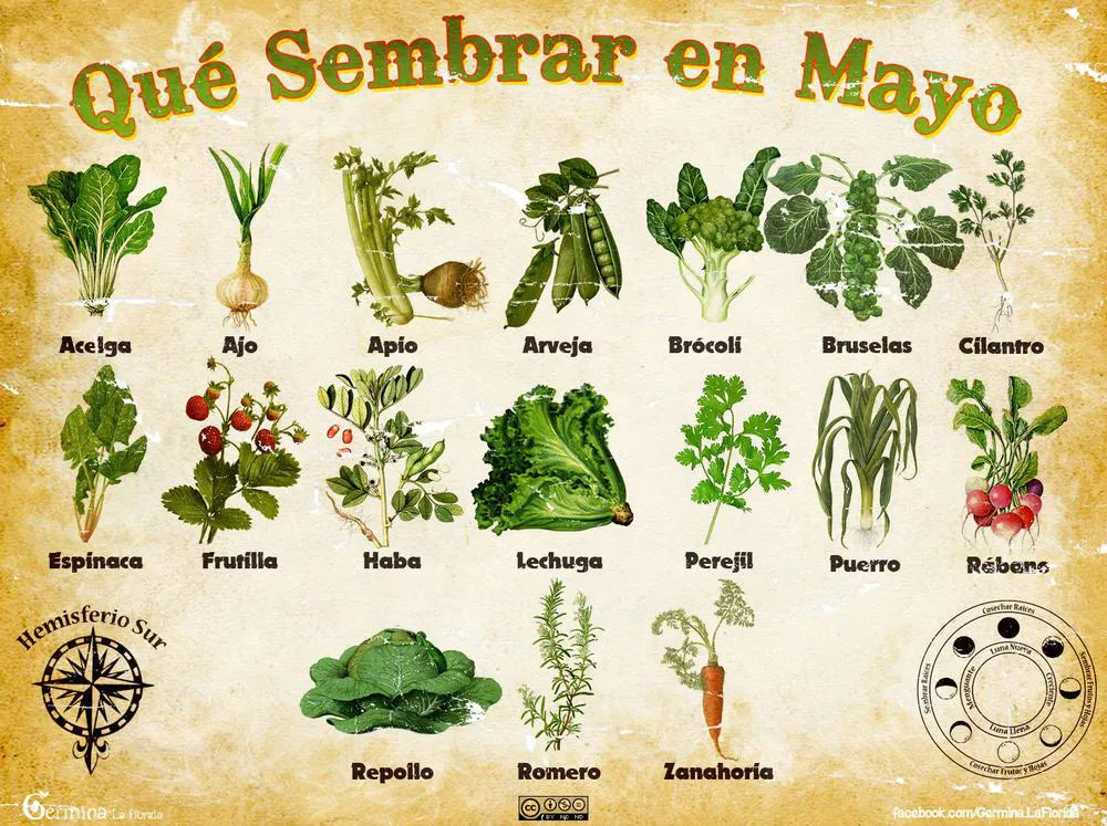Qué sembrar en el mes de mayo