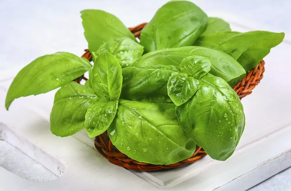 Albahaca