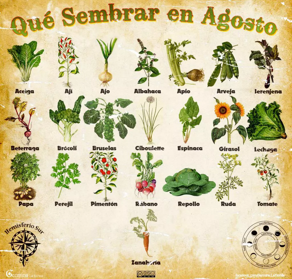 Qué se siembra en agosto