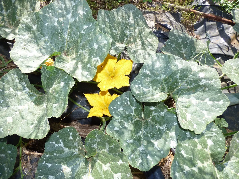 1920px-Starr-170616-0462-Cucurbita_maxima-flower_leaves_fruit_Kabocha_like-Commu