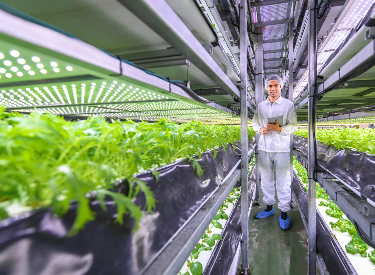 Agricultura Vertical