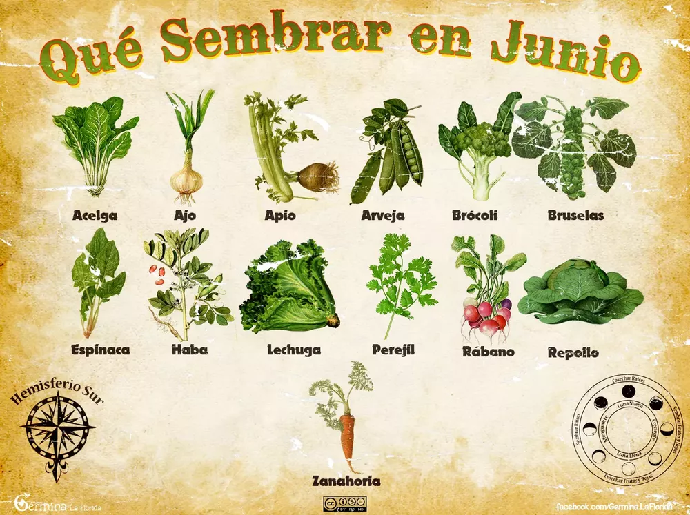 Qué sembrar en junio