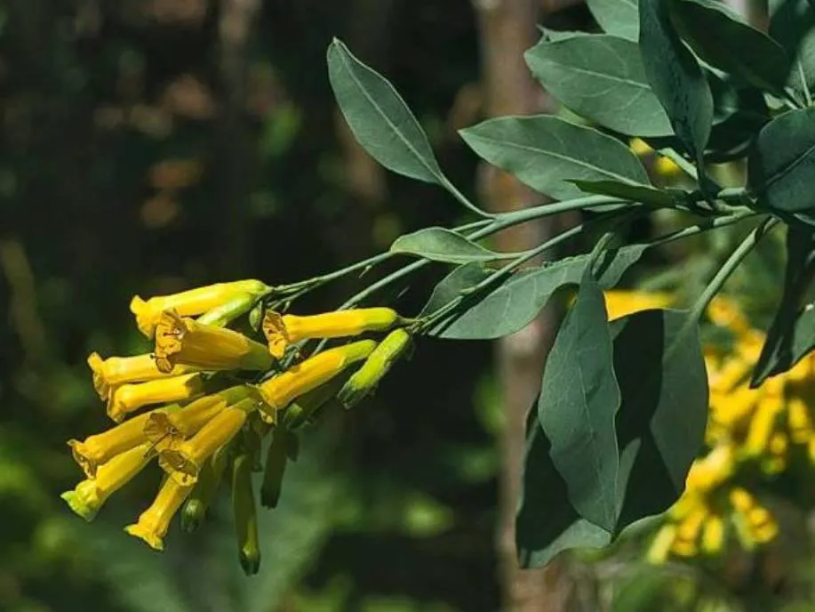 Nicotiana-glauca